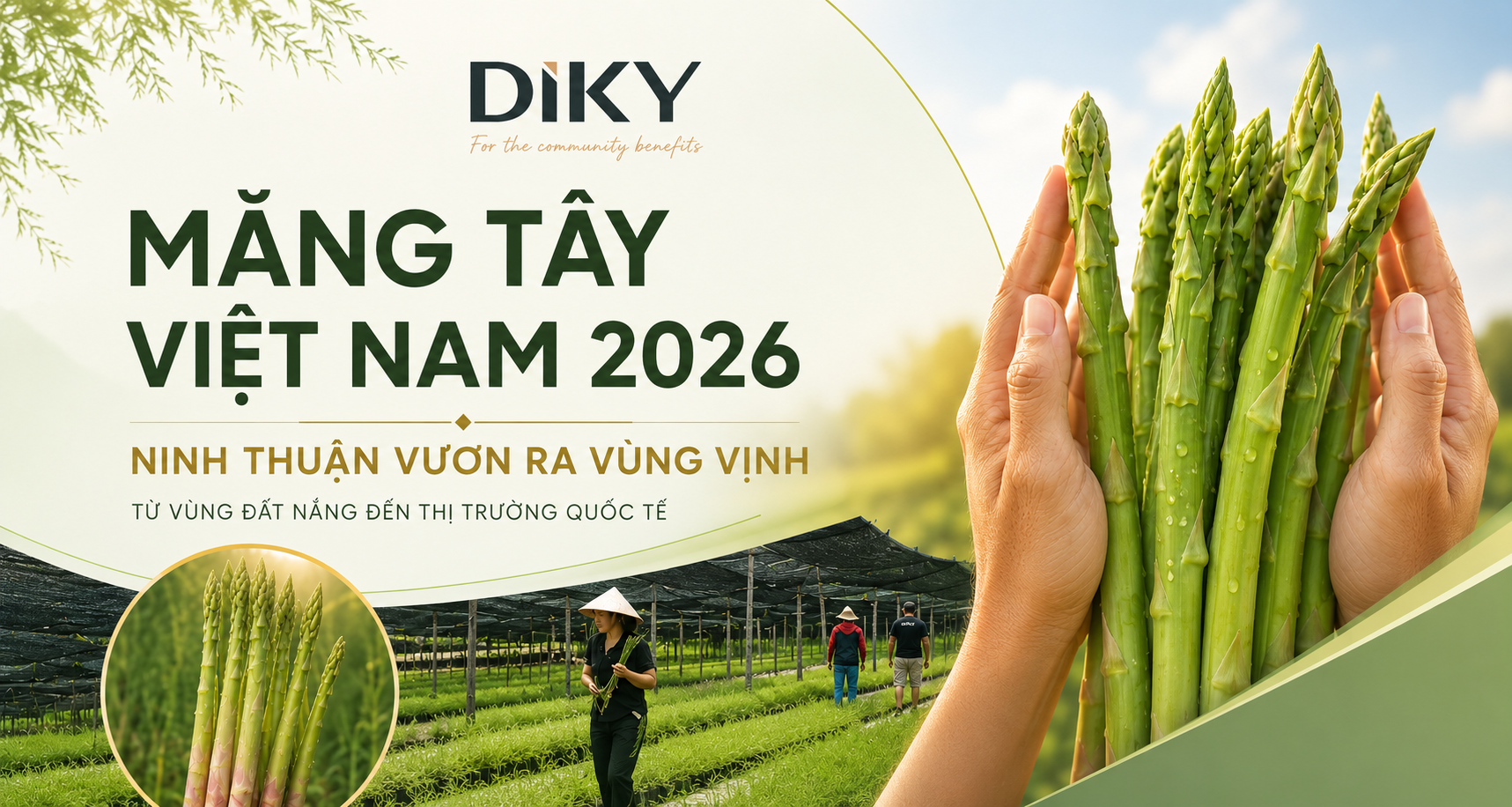 Măng Tây Việt Nam 2026: Ninh Thuận Vươn Ra Vùng Vịnh