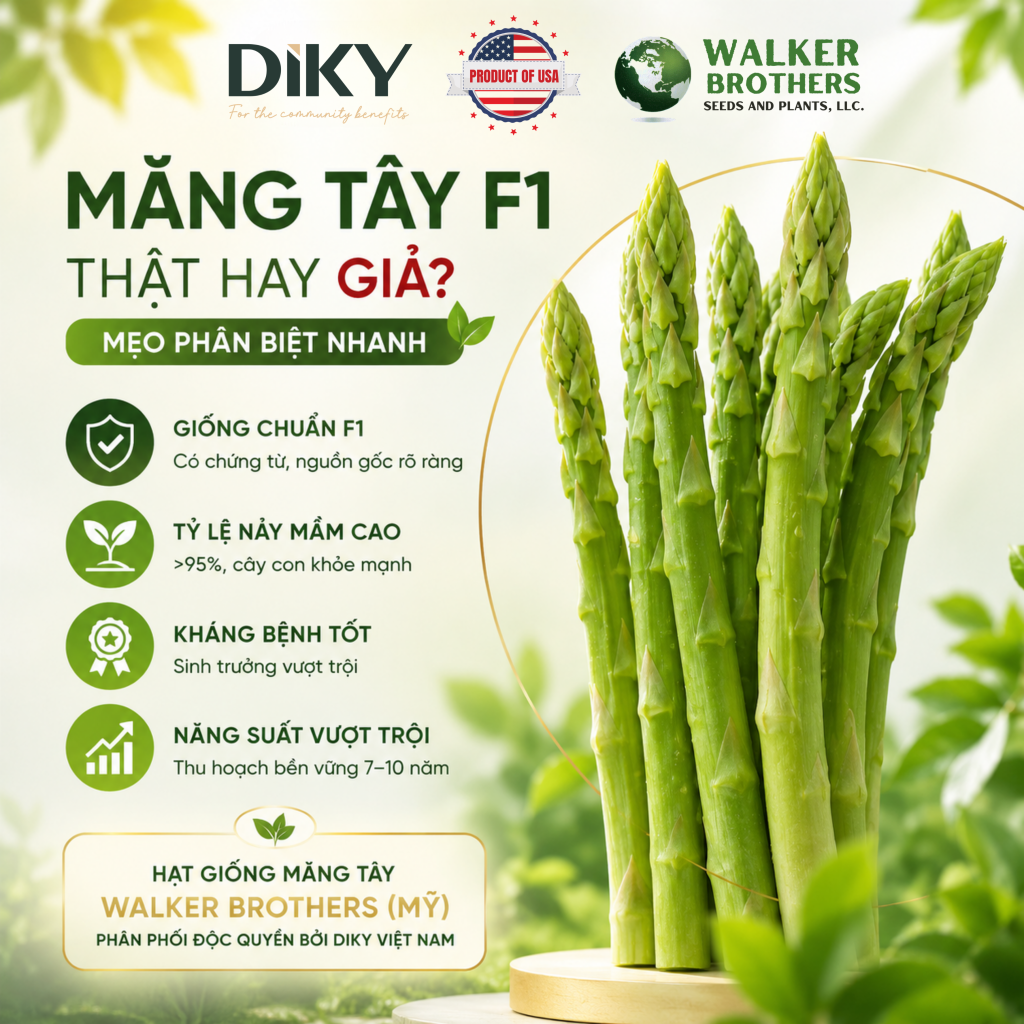 Măng Tây F1 Thật Hay Giả Cách Phân Biệt
