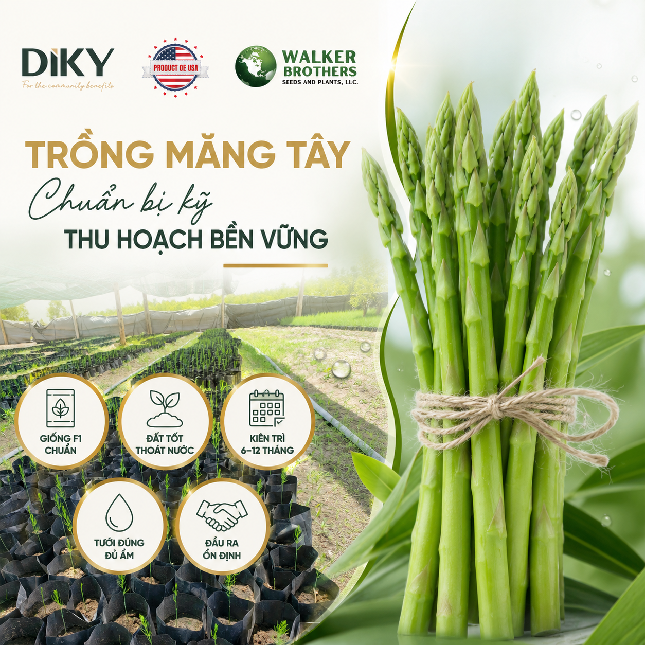 Nông Dân Mới Trồng Măng Tây Cần Chuẩn Bị Gì