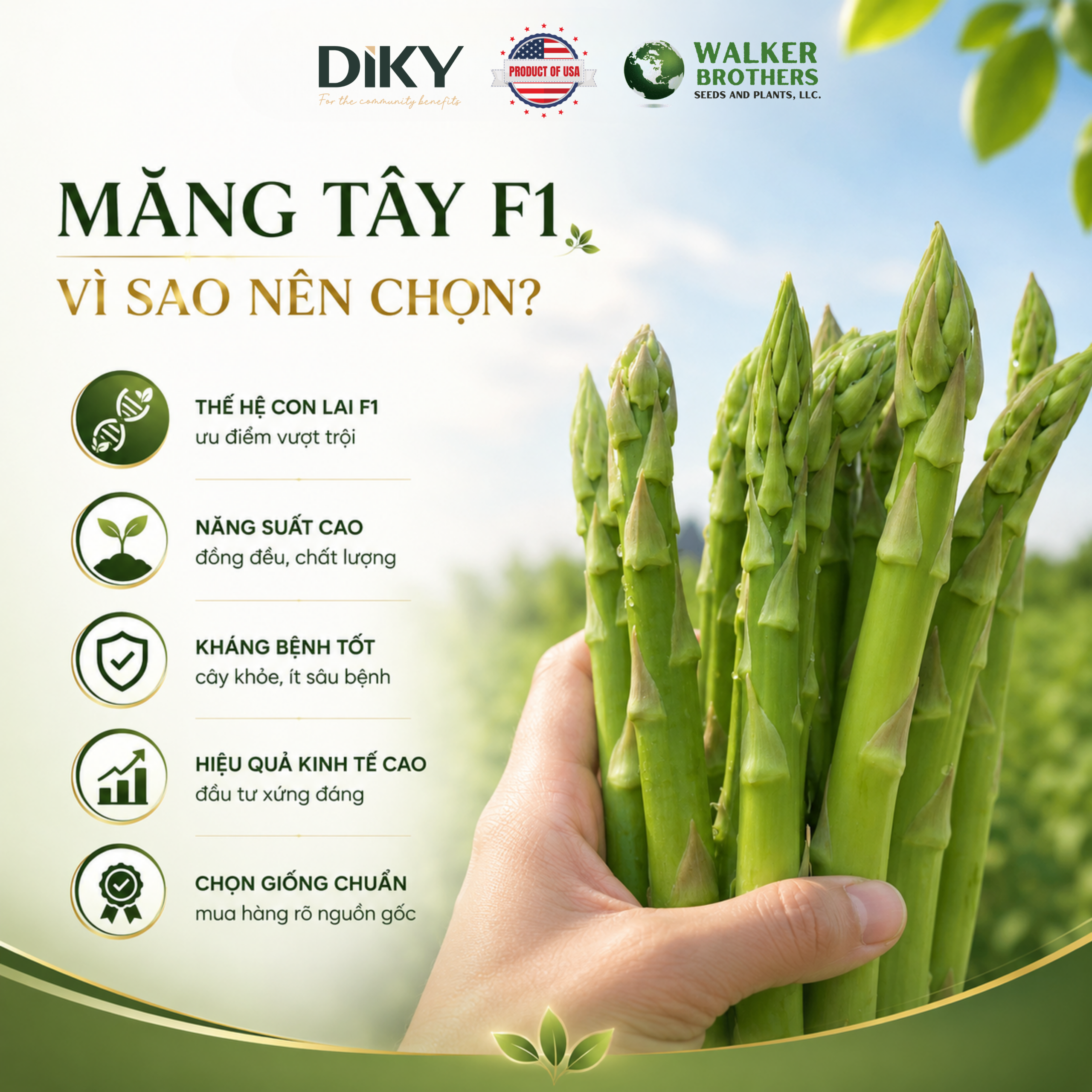 Măng Tây F1 Là Gì? Khác Gì Giống Thường?
