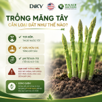 Trồng Măng Tây Cần Loại Đất Như Thế Nào?
