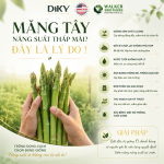 Măng Tây Năng Suất Thấp: Nguyên Nhân Và Cách Khắc Phục