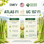 Giống Măng Tây Atlas F1 Và UC 157 F1 Khác Nhau Thế Nào?