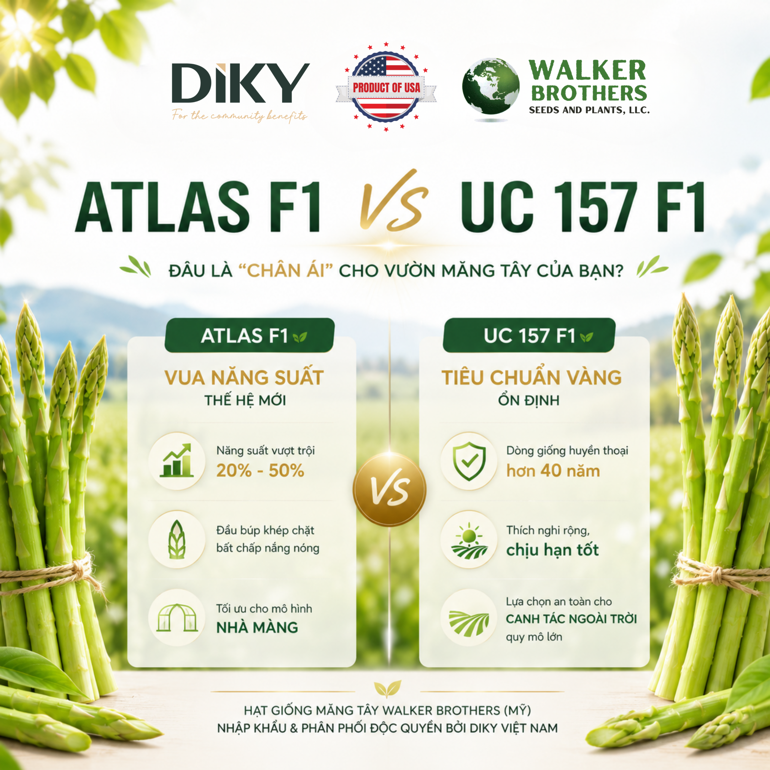 Giống Măng Tây Atlas F1 Và UC 157 F1 Khác Nhau Thế Nào?