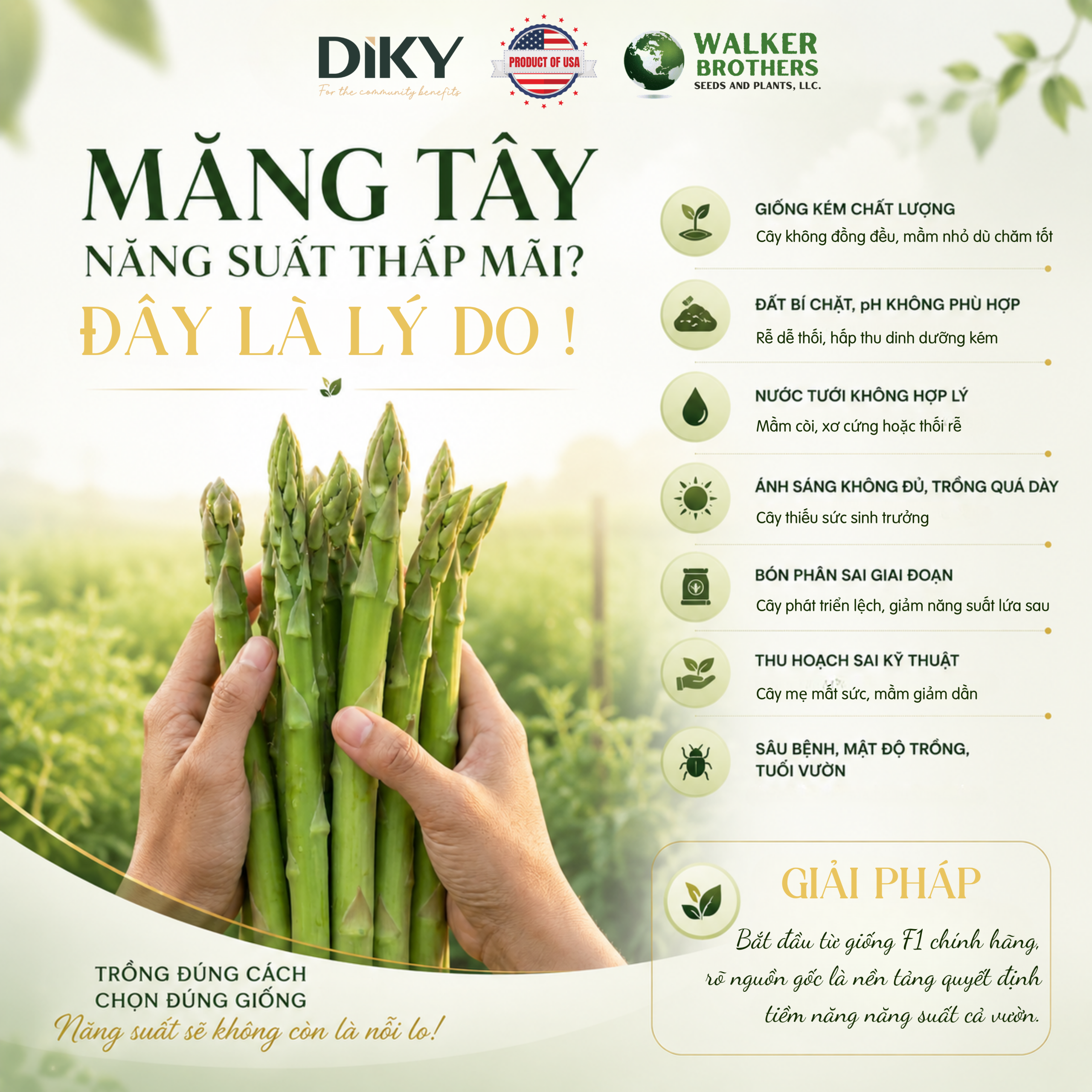 Măng Tây Năng Suất Thấp: Nguyên Nhân Và Cách Khắc Phục