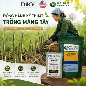 DIKY VIỆT NAM CÓ HỖ TRỢ KỸ THUẬT TRỒNG MĂNG TÂY KHÔNG?